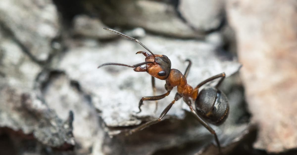 Can Ant Venom Detect Early-Stage Alzheimer’s? about undefined