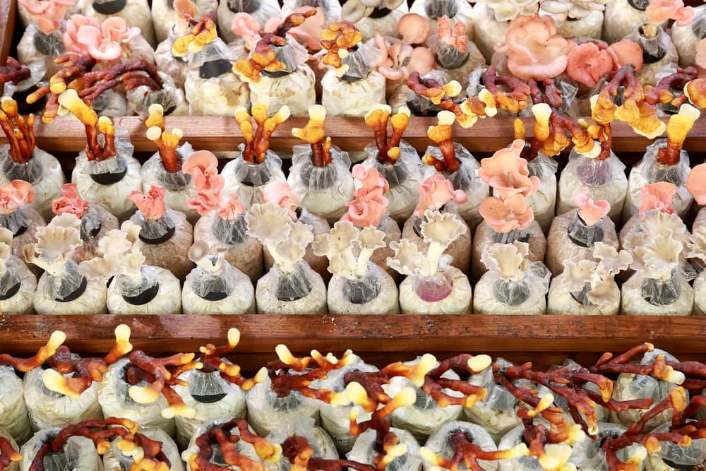 This Food Contains Brain-Supporting Properties Not Found Anywhere Else about undefined