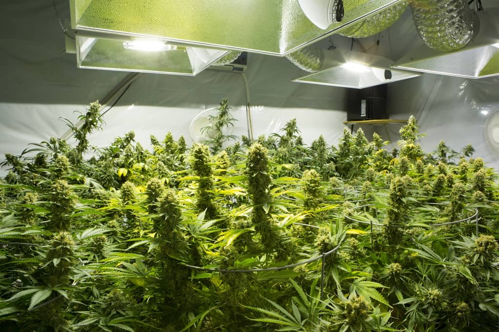 Does Marijuana Hurt or Harm The Brain? about false