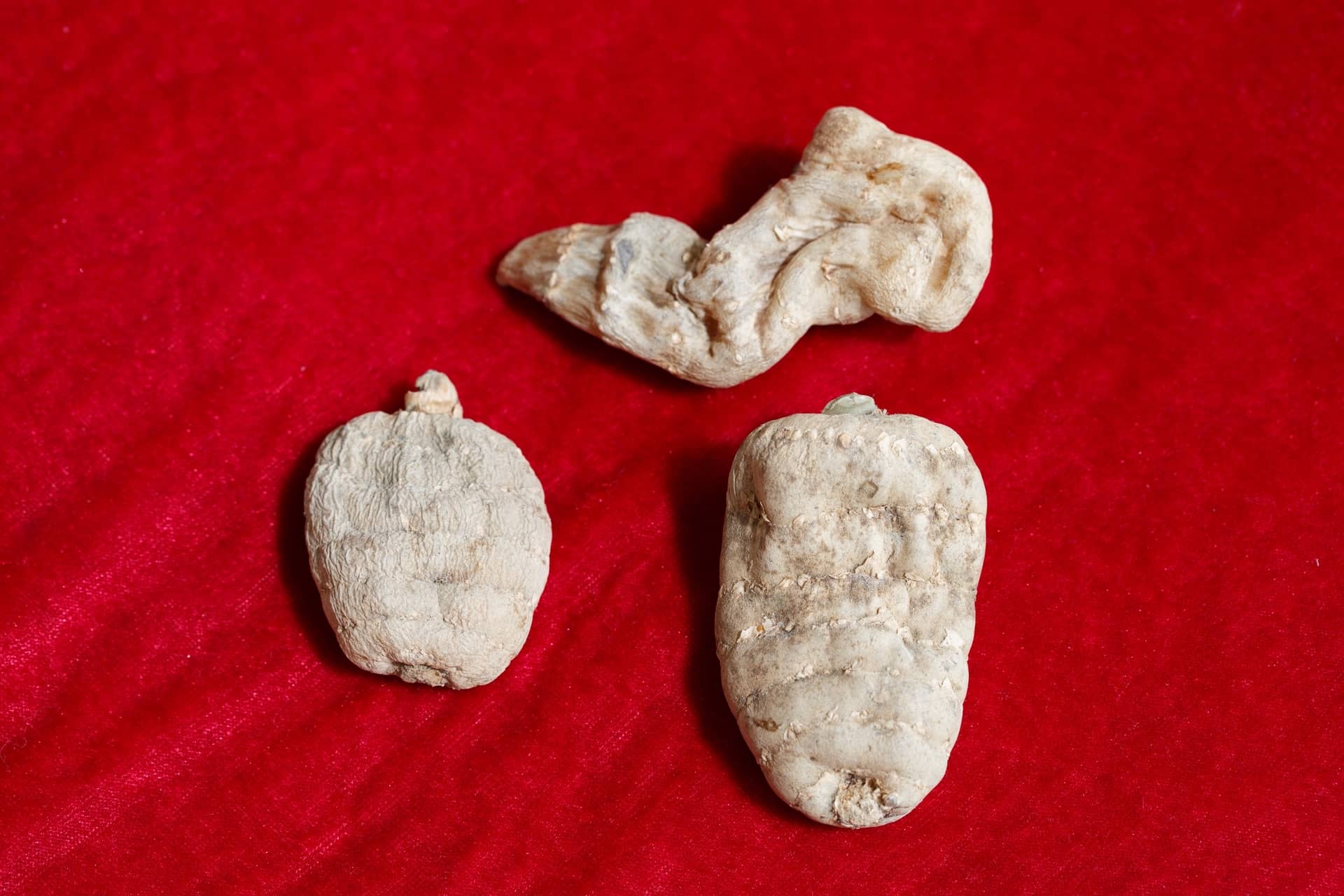 Traditional Chinese Herb Comes Out Top for All-Round Brain Protection about undefined