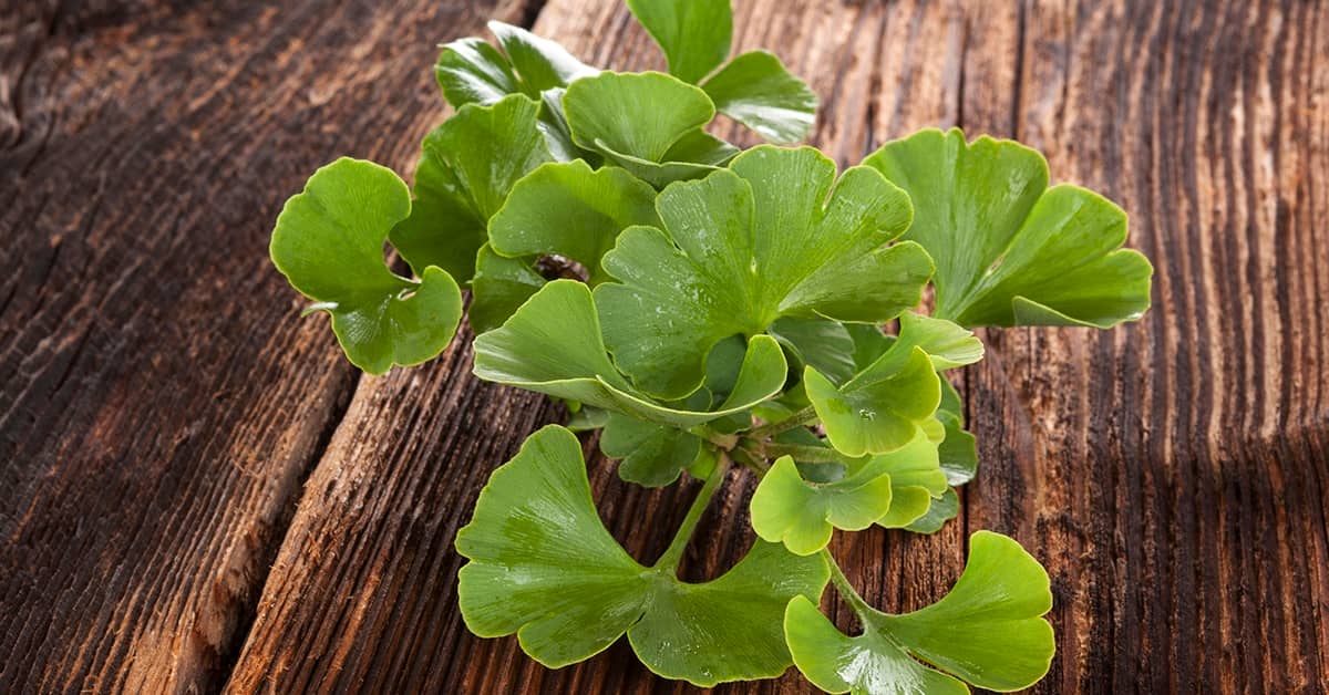 The "Original Memory Herb" is Still Going Strong about undefined