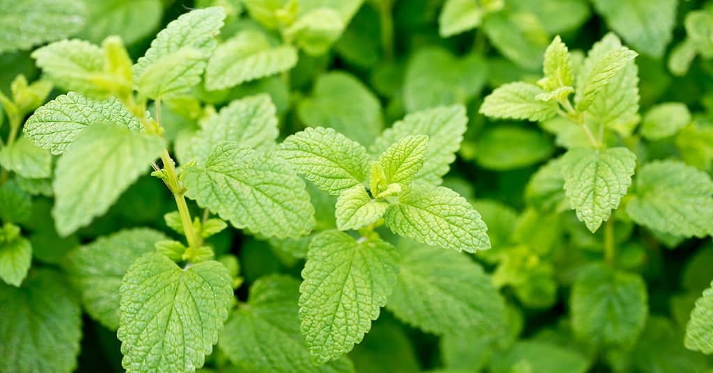 A Remarkable Herb Improves Memory and Mood about false