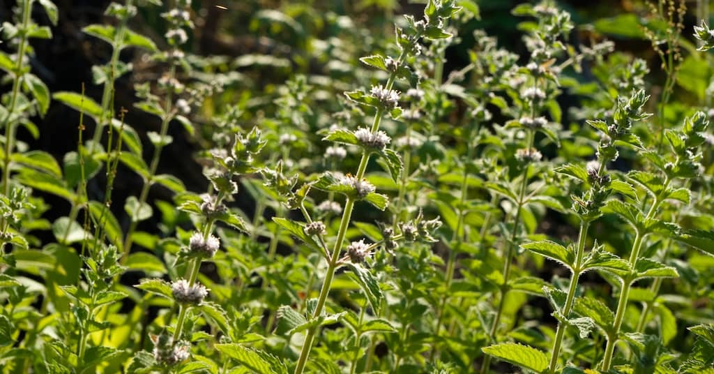 Aromatic Herb Enhances Short-Term Memory and Helps You Sleep about false