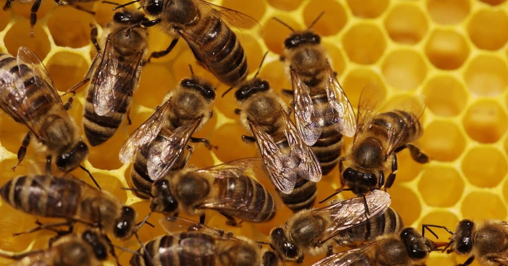 Beware This Danger to Bees and Your Brain about false