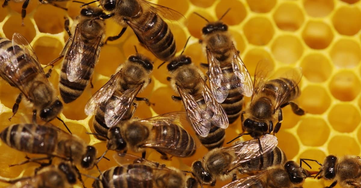Beware This Danger to Bees and Your Brain about undefined