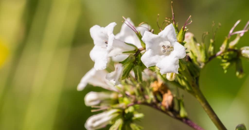 California 'Holy Weed' Protects the Brain In Multiple Ways about false