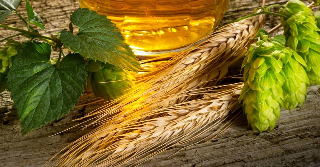 Does Beer Help Prevent Dementia? about false