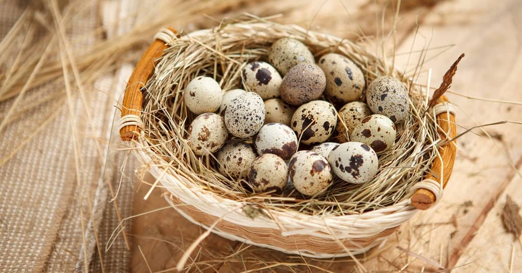 This Nutrient is Absolutely Essential to Brain Health – And Most People are Deficient about false
