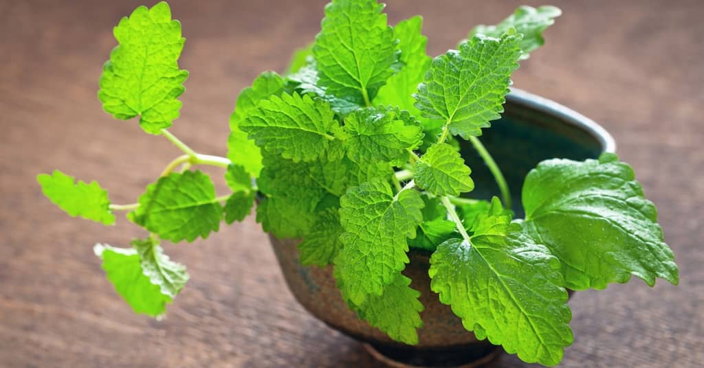 How to Keep Your Brain in “Mint” Condition about false