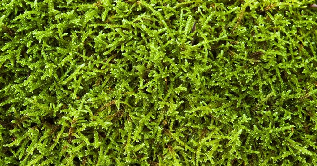 Ancient Plant Stops Memory Loss about false