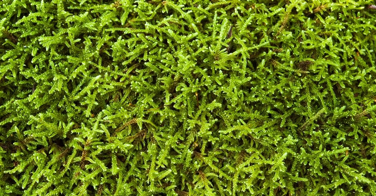 Ancient Plant Stops Memory Loss about undefined