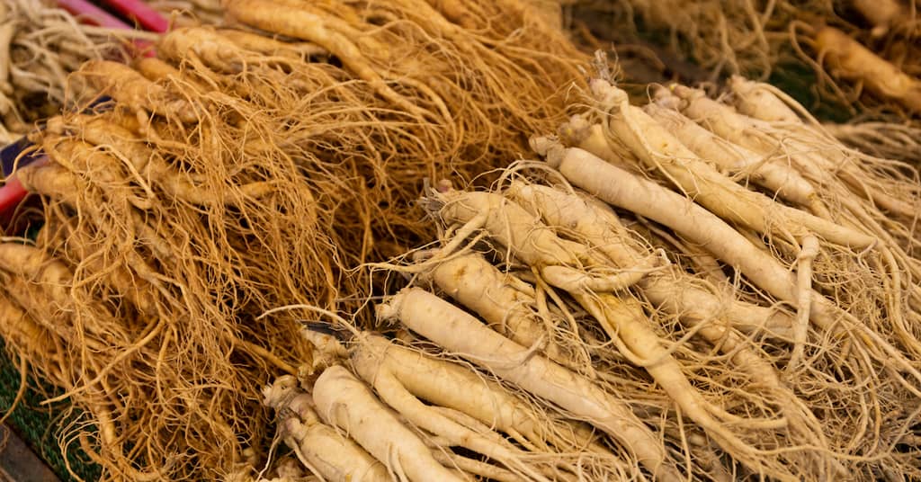 New Ginseng Discovery May Hold a Key 
to Beating Alzheimer's about false