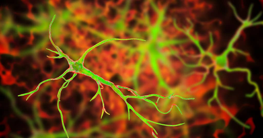 Without These “Memory-Making” Brain Cells,
 Your Memory Quickly Fails about false