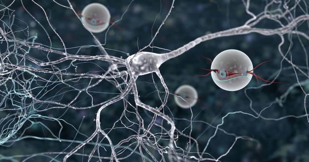 Brain Cells Vulnerable to Alzheimer's 
Identified For The First Time about false