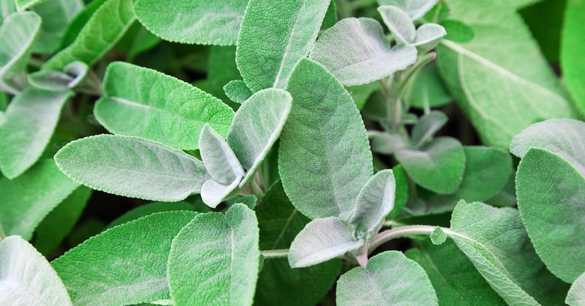 Common Garden Herb Quickly Strengthens Memory and Focus about undefined
