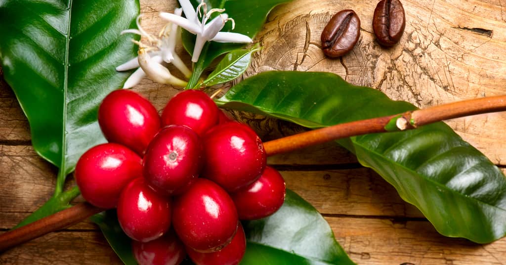 Stay Focused With This Memory-Boosting Alternative to Coffee about false