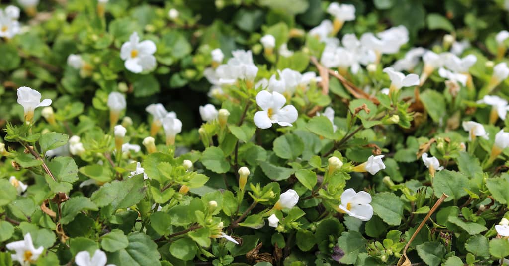 Memory-Boosting Herb Used by Ancient Healers Really Works about false