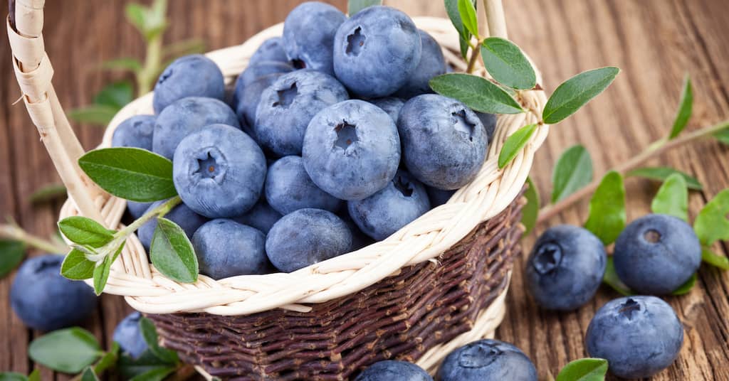Powerful Memory Protector Identified in a Common Berry about false