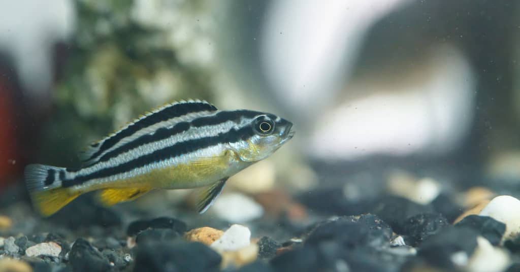 Popular Aquarium Fish Reveal a Trigger of Alzheimer’s Disease about false
