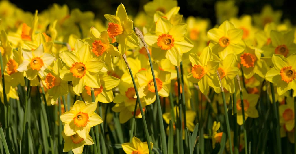 Harnessing Flower Power to Relieve Alzheimer’s about false