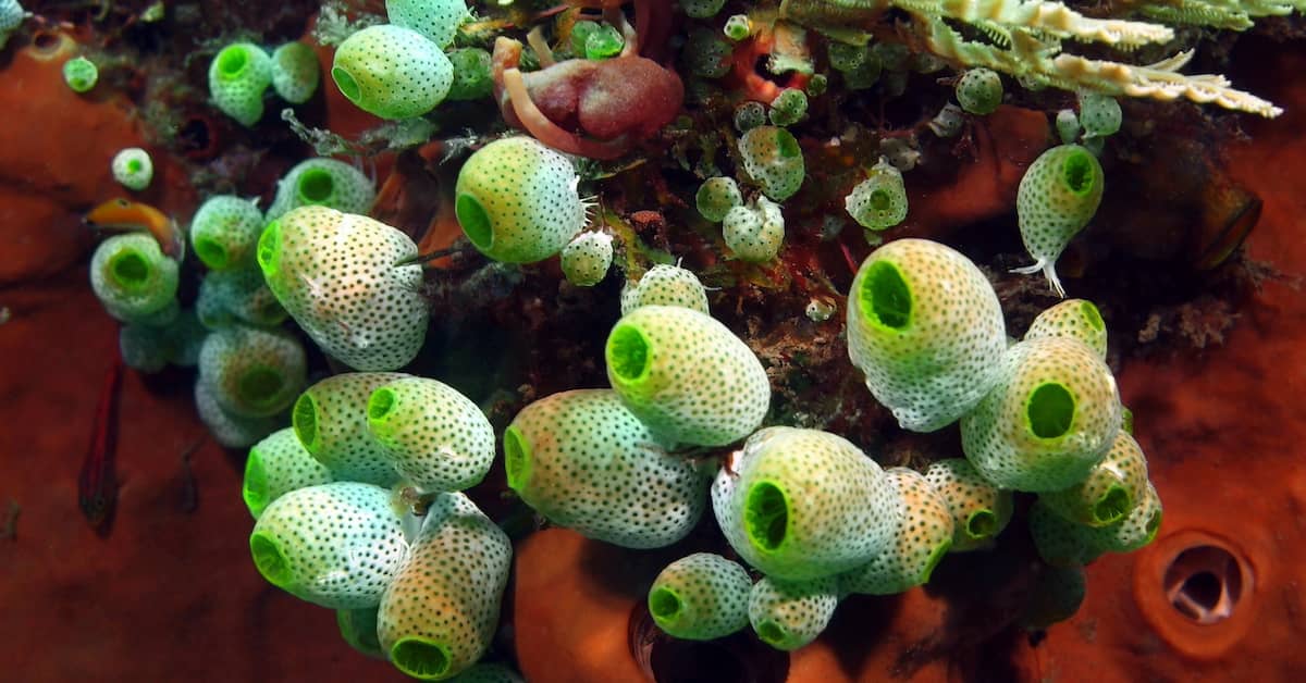 Does This Unusual Sea Animal Hold The Key To Reversing Brain Aging? about undefined