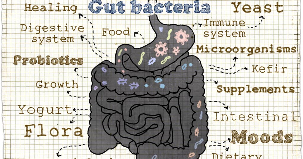 Targeting the Gut For a Better Brain And Sharper Memory about false