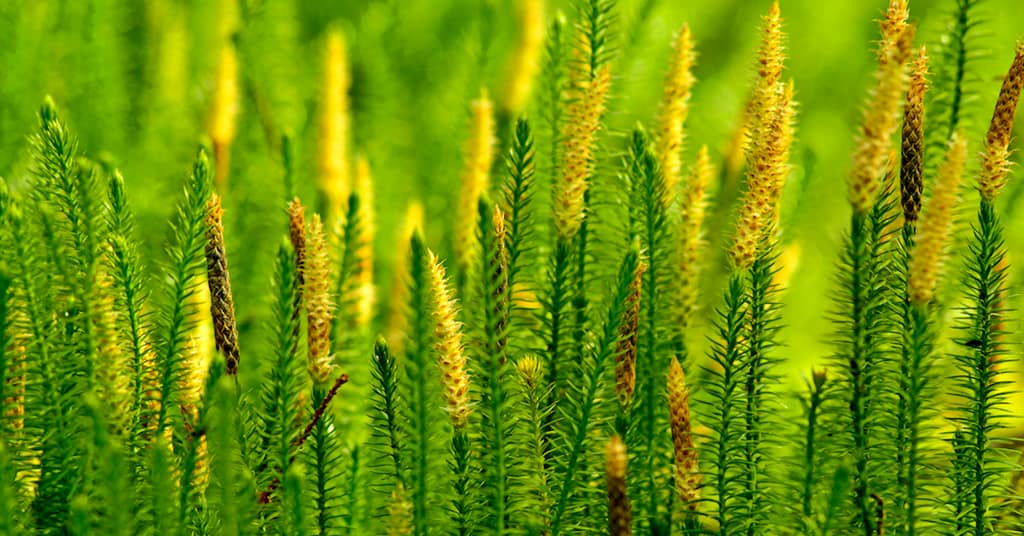 Can An Ancient Chinese Plant Stop Alzheimer’s Disease? about false