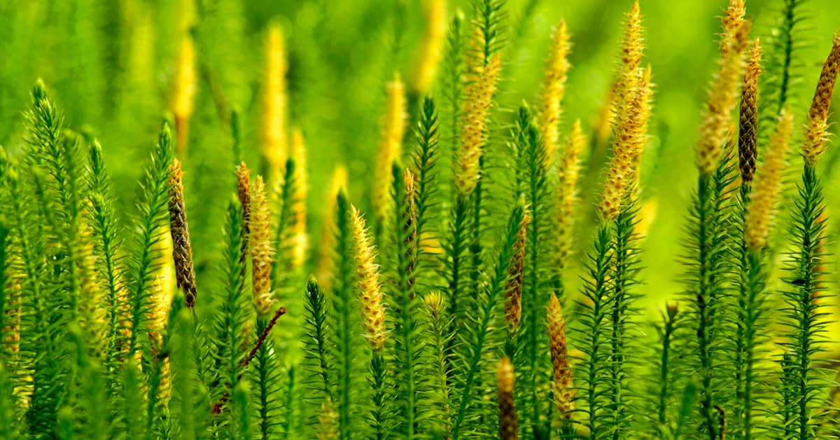 Can An Ancient Chinese Plant Stop Alzheimer’s Disease? about undefined