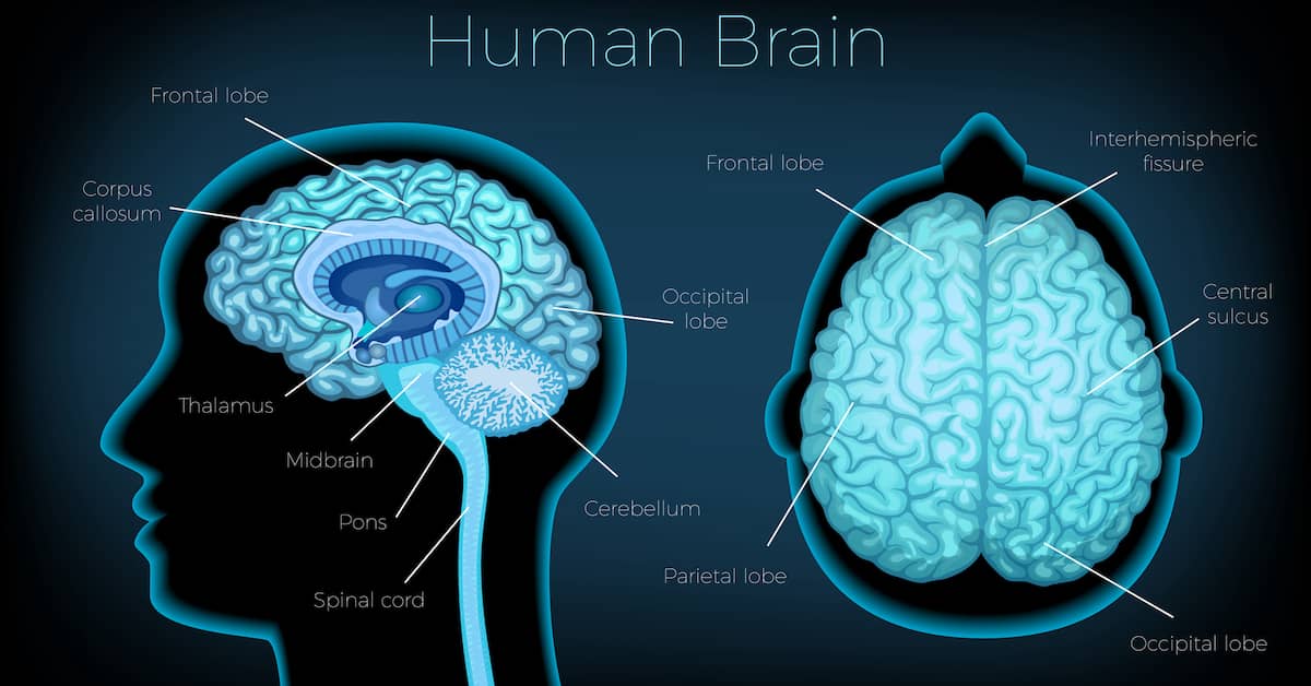 Strengthening This Brain Region Is a Key to Better Memory and Better Health about undefined