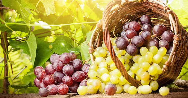 Reverse Alzheimer’s… With Grapes? about undefined