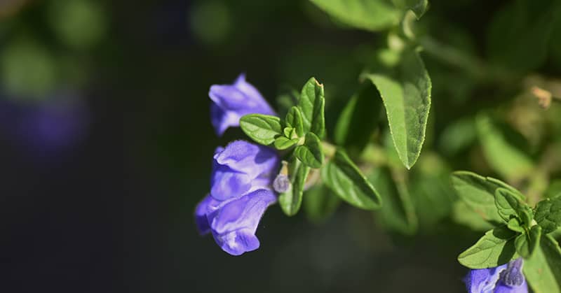 This Ancient Chinese Herb For Memory Really Works… about false