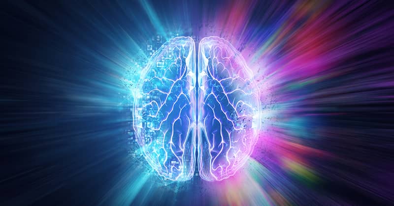 Your Brain Shape Dictates Its Function about false
