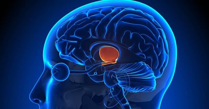 Pea-Sized Brain Part Determines Your Lifespan Here’s How To Strengthen It… about undefined